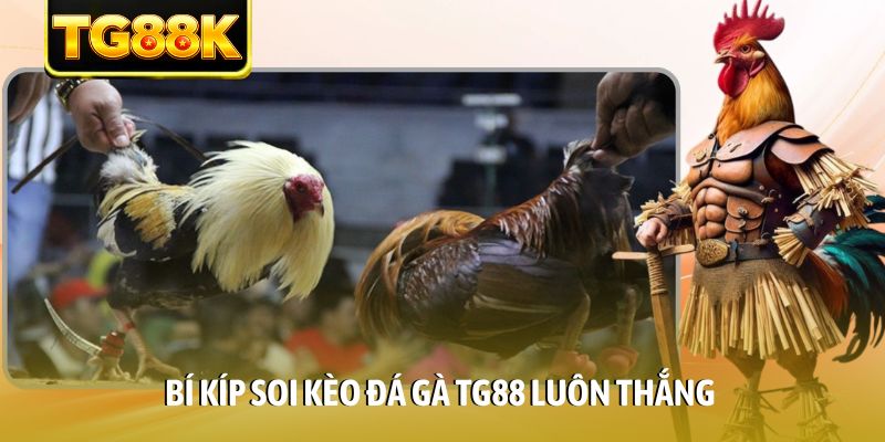 Bí kíp soi kèo đá gà TG88 luôn thắng