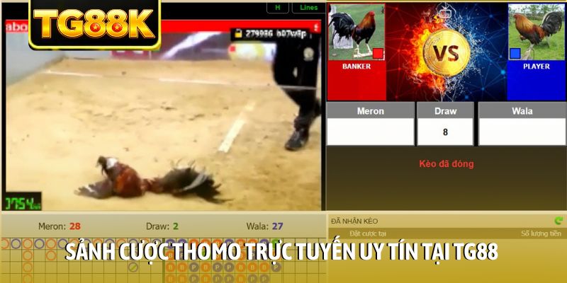 Sảnh cược Thomo trực tuyến uy tín tại TG88