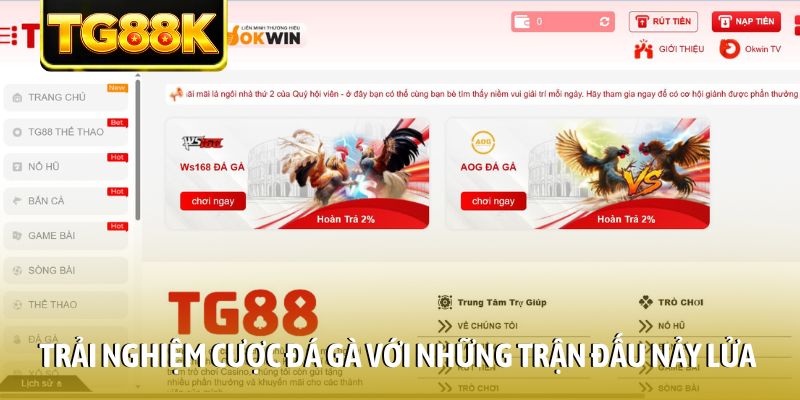 Trải nghiệm cược đá gà với những trận đấu nảy lửa