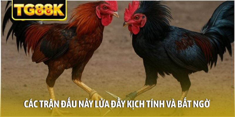 Các trận đấu nảy lửa đầy kịch tính và bất ngờ