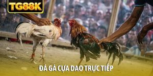 Đá gà cựa dao trực tiếp