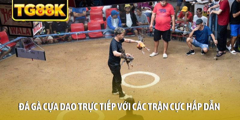 Đá gà cựa dao trực tiếp với các trận cực hấp dẫn