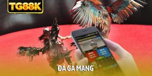 Đá gà mạng