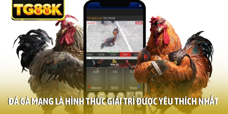 Đá gà mạng là hình thức giải trí được yêu thích nhất