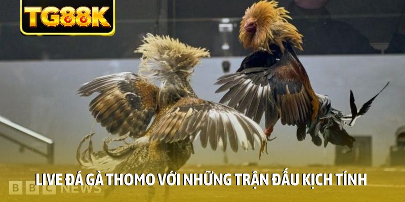 Live đá gà Thomo với những trận đấu kịch tính