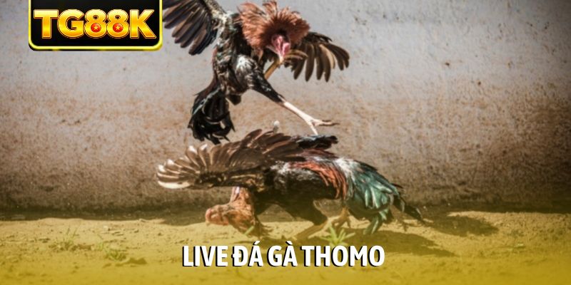Live đá gà Thomo