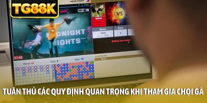 Tuân thủ các quy định quan trọng khi tham gia chọi gà