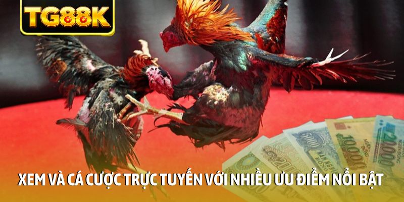Xem và cá cược trực tuyến với nhiều ưu điểm nổi bật